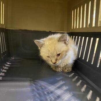 Siamese Cats Available for Adoption in Lynchburg, Virginia - Banana Puddin | PetCurious