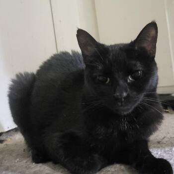 Chloe -  Domestic Short Hair Cat for Adoption in Long Beach, California - Chloe | PetCurious