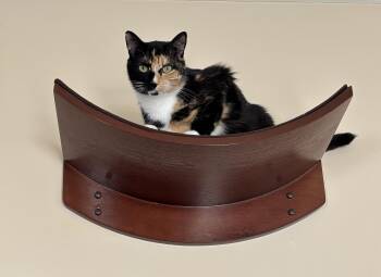 Calico Cats Available for Adoption in Sautee Nacoochee, Georgia - Chanel | PetCurious