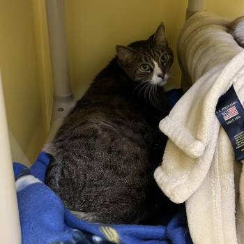 Oreo -  Domestic Short Hair Cat for Adoption in Bedford, New Hampshire - Oreo | PetCurious