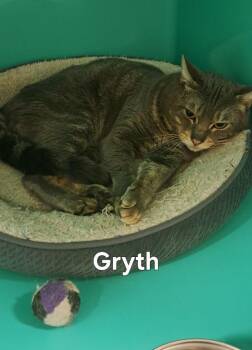 Gryth -  Domestic Short Hair Cat for Adoption in Plattsburgh, New York - Gryth | PetCurious