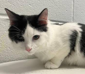 Koopa -  Domestic Medium Hair Cat for Adoption in Golden, Colorado - Koopa | PetCurious