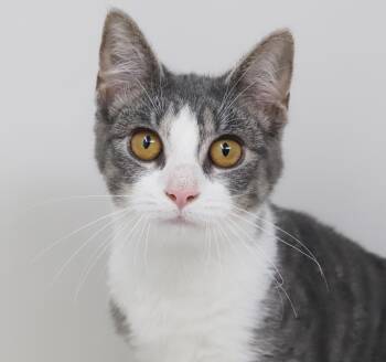 Garbanzo is simply the greatest - loves her sis Frijol - OLD ENO -  Turkish Van and Tabby Cat for Adoption in Bedford Hills, New York - Garbanzo Is Simply The Greatest - Loves Her Sis Frijol - OLD ENO | PetCurious