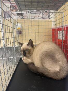 FETTUCCINE -  Siamese Cat for Adoption in Fort Myers, Florida - FETTUCCINE | PetCurious