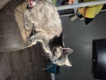 Opal -  Domestic Medium Hair Cat for Adoption in Fruit Heights, Utah - Opal | PetCurious