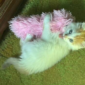 Flare -  Domestic Long Hair Cat for Adoption - Flare | PetCurious