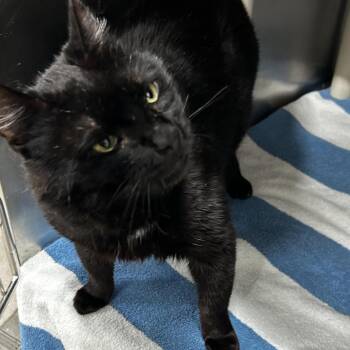 Skidoodle -  Domestic Short Hair Cat for Adoption in Newark, New Jersey - Skidoodle | PetCurious