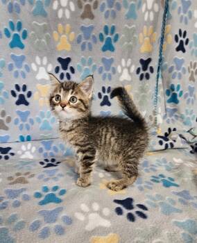 Sparkledust -  Domestic Short Hair Cat for Adoption in Wabash, Indiana - Sparkledust | PetCurious