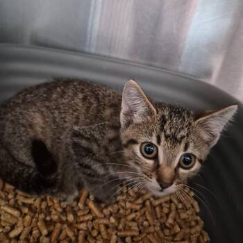 Car Alarm -  Domestic Short Hair Cat for Adoption in Oak Ridge, Tennessee - Car Alarm | PetCurious