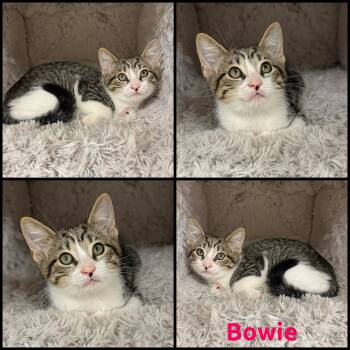 Bowie -  Domestic Short Hair Cat for Adoption in Windy Hills, Kentucky - Bowie | PetCurious