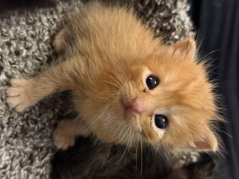 Messi -  Domestic Short Hair Cat for Adoption in Fruit Heights, Utah - Messi | PetCurious