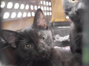 DOLLY PURRTON -  Domestic Short Hair Cat for Adoption in Omaha, Nebraska - DOLLY PURRTON | PetCurious