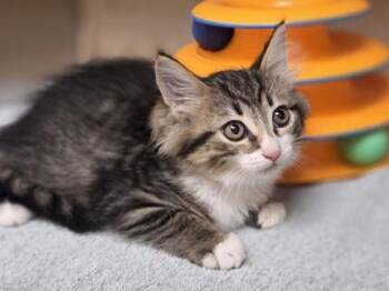 Dove -  Domestic Medium Hair and Domestic Short Hair Cat for Adoption in Westland, Michigan - Dove | PetCurious