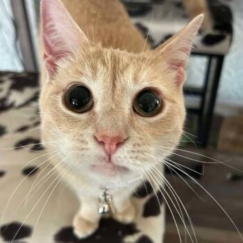 Tart -  Domestic Short Hair Cat for Adoption - Tart | PetCurious
