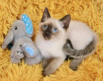 Siamese Cats Available for Adoption - Duke | PetCurious