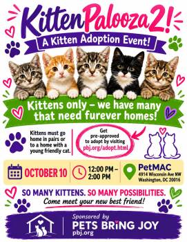 Kittens adoption event 10/10/26 -  Domestic Short Hair Cat for Adoption in Fairfax, Virginia - Kittens Adoption Event 10/10/26 | PetCurious
