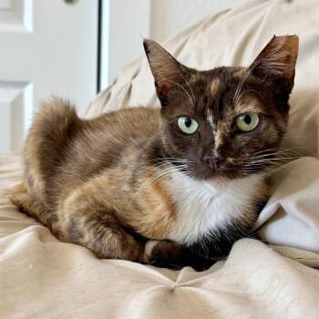 Twig -  Domestic Short Hair Cat for Adoption in Costa Mesa, California - Twig | PetCurious