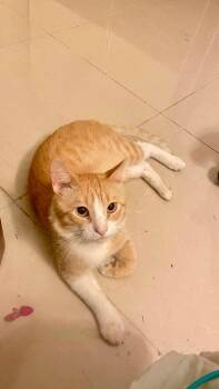 Jerry -  Domestic Short Hair Cat for Adoption in Lunenburg, Massachusetts - Jerry | PetCurious