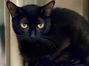 Ella -  Domestic Short Hair Cat for Adoption in Chico, California - Ella | PetCurious