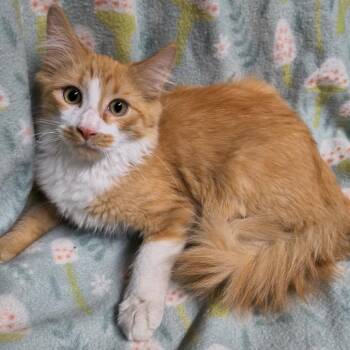 Leon -  Domestic Long Hair Cat for Adoption in Laredo, Texas - Leon | PetCurious
