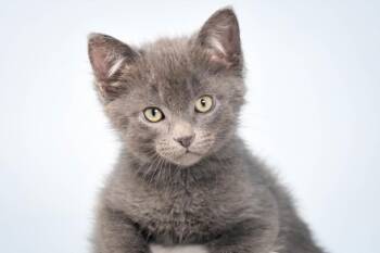 SALMON -  Domestic Short Hair Cat for Adoption in Loveland, Colorado - SALMON | PetCurious