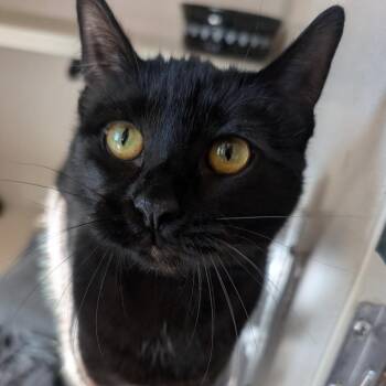 Rescue Domestic Short Hair Cats for Adoption in Ridgway, Colorado - Janx | PetCurious