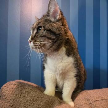 Winnie -  Domestic Short Hair Cat for Adoption in Bloomington, Illinois - Winnie | PetCurious