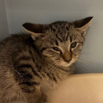 Rescue Domestic Short Hair Cats for Adoption in Chattanooga, Tennessee - Stuffing | PetCurious