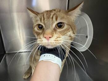 A1927548 -  Domestic Short Hair Cat for Adoption in Thousand Palms, California - A1927548 | PetCurious