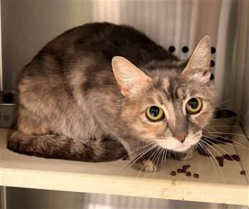 ROBIN -  Domestic Short Hair Cat for Adoption in Rancho Cucamonga, California - ROBIN | PetCurious