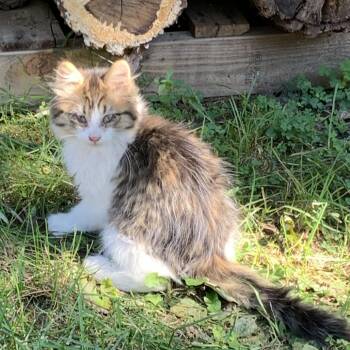 Found Kasson MN -  Domestic Medium Hair Cat for Adoption in Rochester, Minnesota - Found Kasson MN | PetCurious