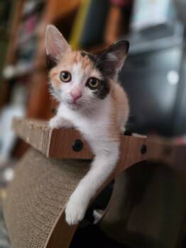 Emmylou -  Calico Cat for Adoption in San Antonio, Texas - Emmylou | PetCurious