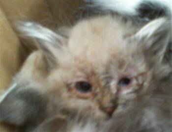 Domestic Medium Hair Cats Available for Adoption in Charlotte, North Carolina - LINUS | PetCurious