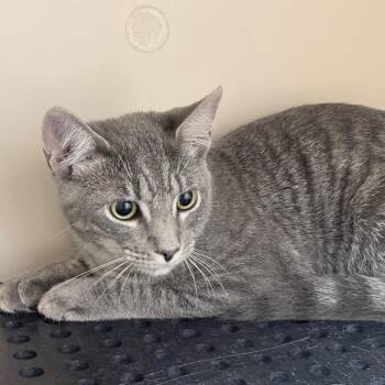Tater -  Domestic Short Hair Cat for Adoption in Auburn, Alabama - Tater | PetCurious
