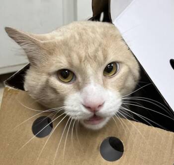 Domestic Short Hair Cats Available for Adoption in Troutdale, Oregon - Tarzan (mcas) | PetCurious