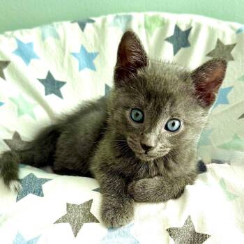 Bacon -  Domestic Short Hair Cat for Adoption in Kansas City, Missouri - Bacon | PetCurious