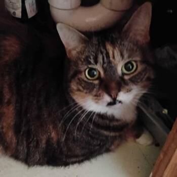 Princess -  Domestic Short Hair Cat for Adoption in Dover, New Hampshire - Princess | PetCurious