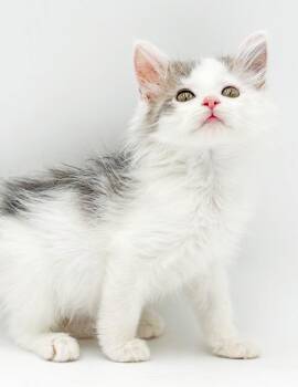 Brittany is a beauty inside and out - tiny floof -  Ragdoll and Turkish Van Cat for Adoption in Bedford Hills, New York - Brittany Is A Beauty Inside And Out - Tiny Floof | PetCurious