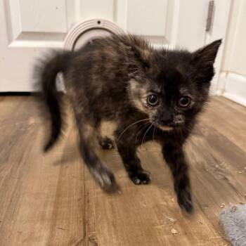 Egg -  Domestic Short Hair Cat for Adoption in Harrisonburg, Virginia - Egg | PetCurious