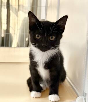 Rescue Domestic Short Hair Cats for Adoption in San Antonio, Texas - Sally | PetCurious