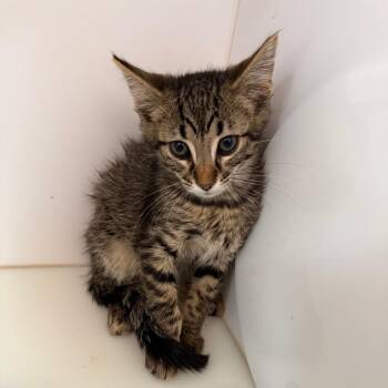 Gallop -  Domestic Short Hair Cat for Adoption in Salt Lake City, Utah - Gallop | PetCurious