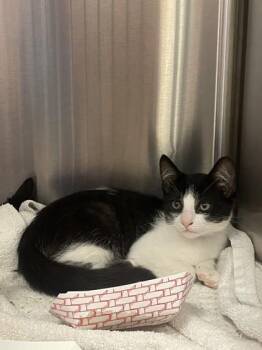 Sunday -  Domestic Medium Hair and Domestic Short Hair Cat for Adoption in Roseville, California - Sunday | PetCurious