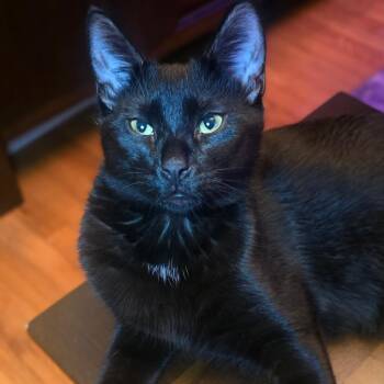 Gloves -  Domestic Short Hair Cat for Adoption in Weehawken Township, New Jersey - Gloves | PetCurious