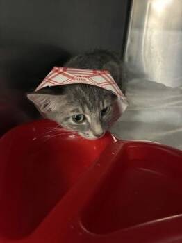 Jane -  Domestic Short Hair Cat for Adoption in Gainesville, Florida - Jane | PetCurious