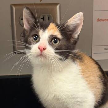 Diddly -  Domestic Short Hair Cat for Adoption in Chattanooga, Tennessee - Diddly | PetCurious