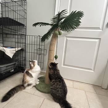 Domestic Medium Hair Cats Available for Adoption - Fancy & Frankie  | PetCurious