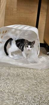 Phoebe -  Domestic Short Hair Cat for Adoption in Burnaby, British Columbia - Phoebe | PetCurious