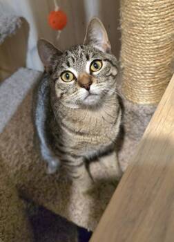 Pizookie -  Domestic Short Hair Cat for Adoption in Vancouver, Washington - Pizookie | PetCurious
