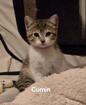 Rescue Domestic Short Hair Cats for Adoption in Brownsville, Pennsylvania - Cumin | PetCurious