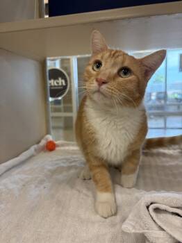 Rescue Domestic Short Hair Cats for Adoption - Tallahassee | PetCurious